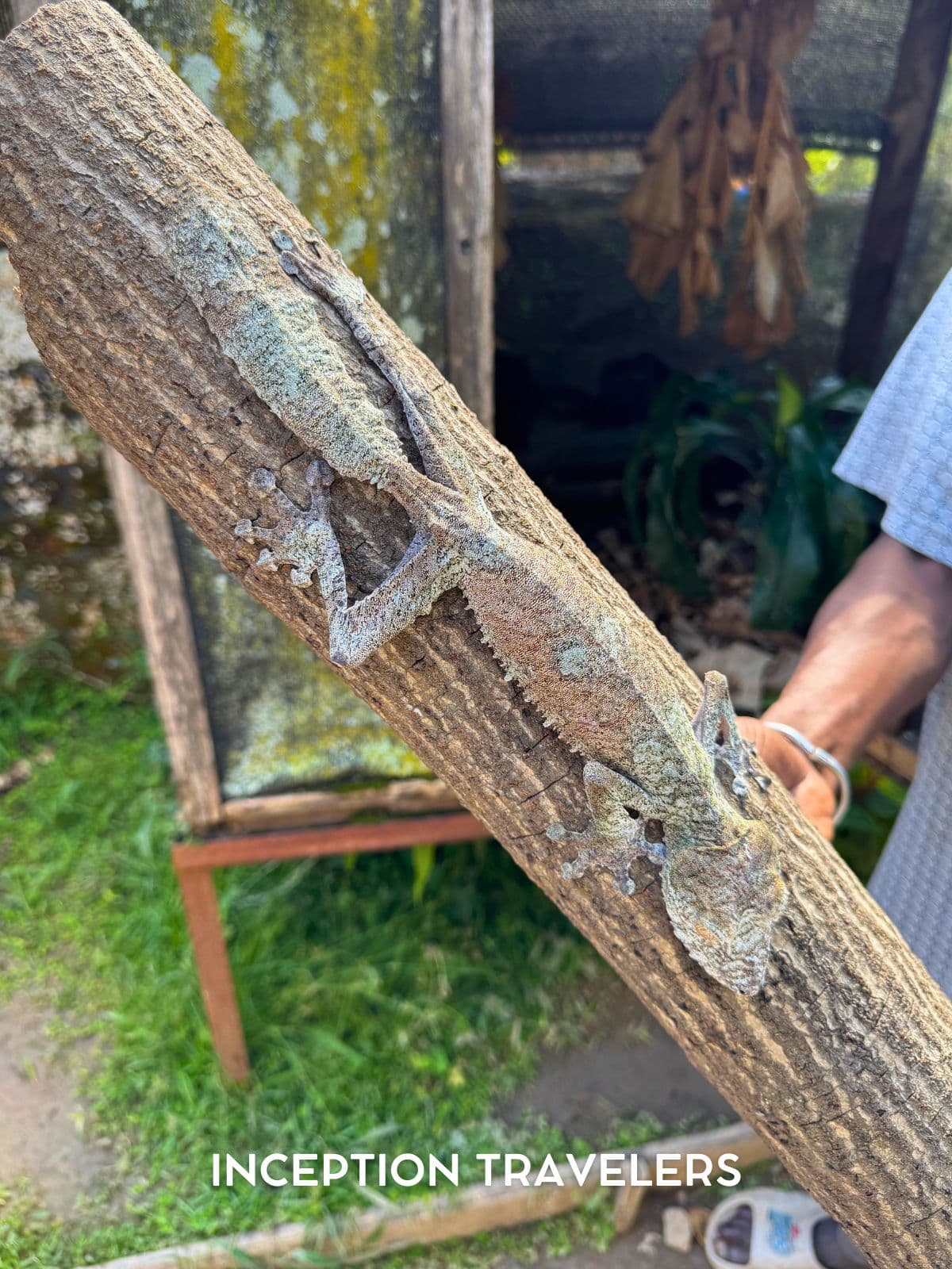 Two mossy leaf-tailed geckos camouflaged head-to-tail along a branch held by a guide