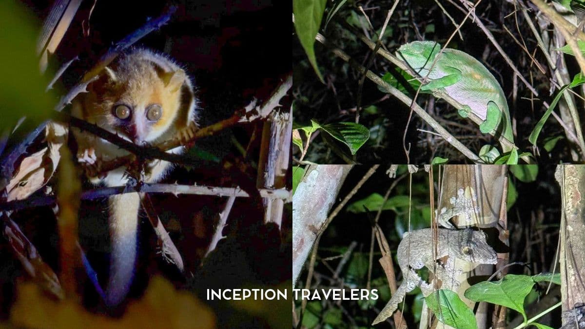 Night-walk wildlife: a wide-eyed mouse lemur, a green chameleon and a camouflaged leaf-tailed gecko