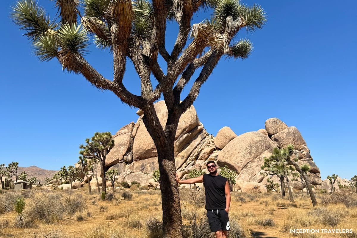 Man leaning against a Joshua tree in front of rounded boulder piles under a deep blue desert sky