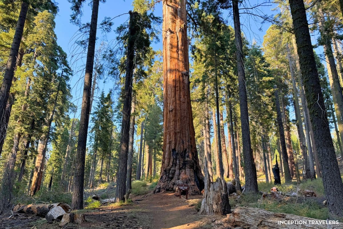 Giant sequoia towering over the surrounding pines beside a forest trail