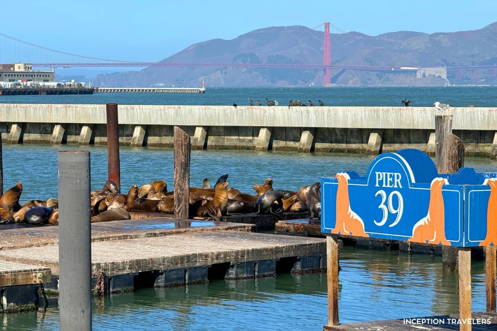 Pier 39 Sea Lions